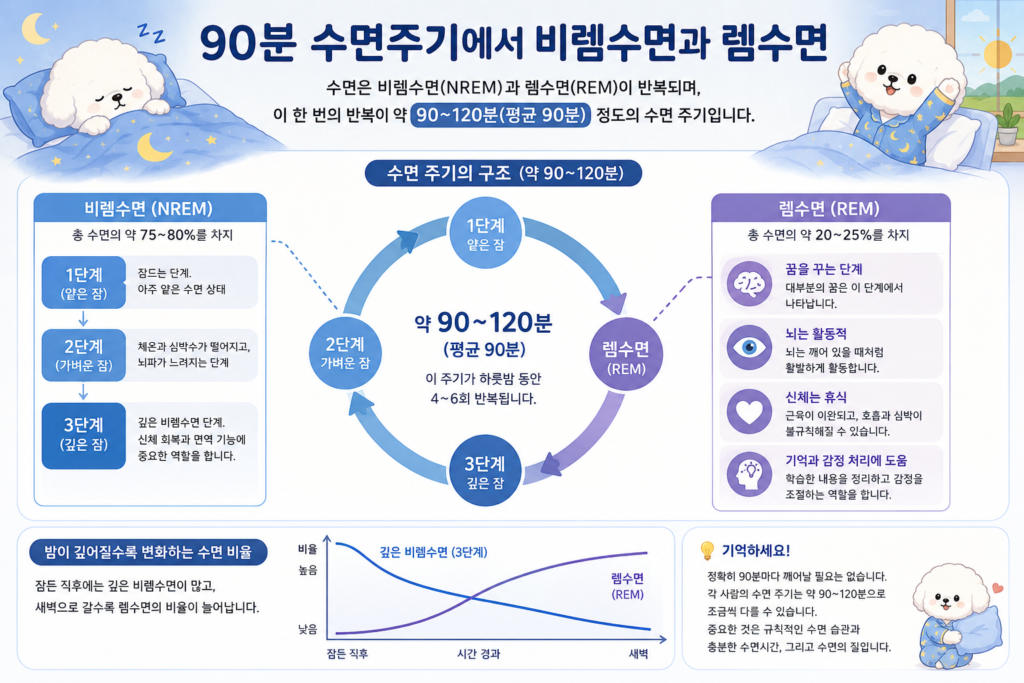 90분 수면주기와 비렘수면, 렘수면의 변화를 설명하는 인포그래픽